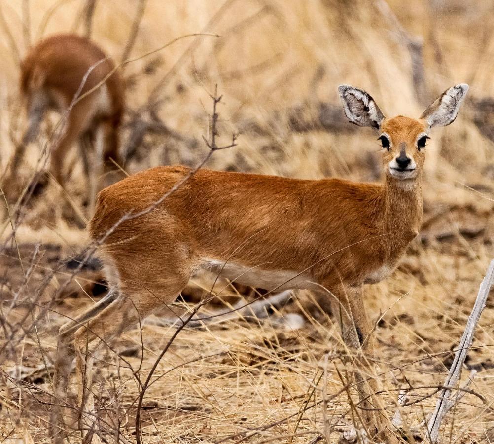 Muweti Bush Lodge Grietjie Game Reserve Экстерьер фото