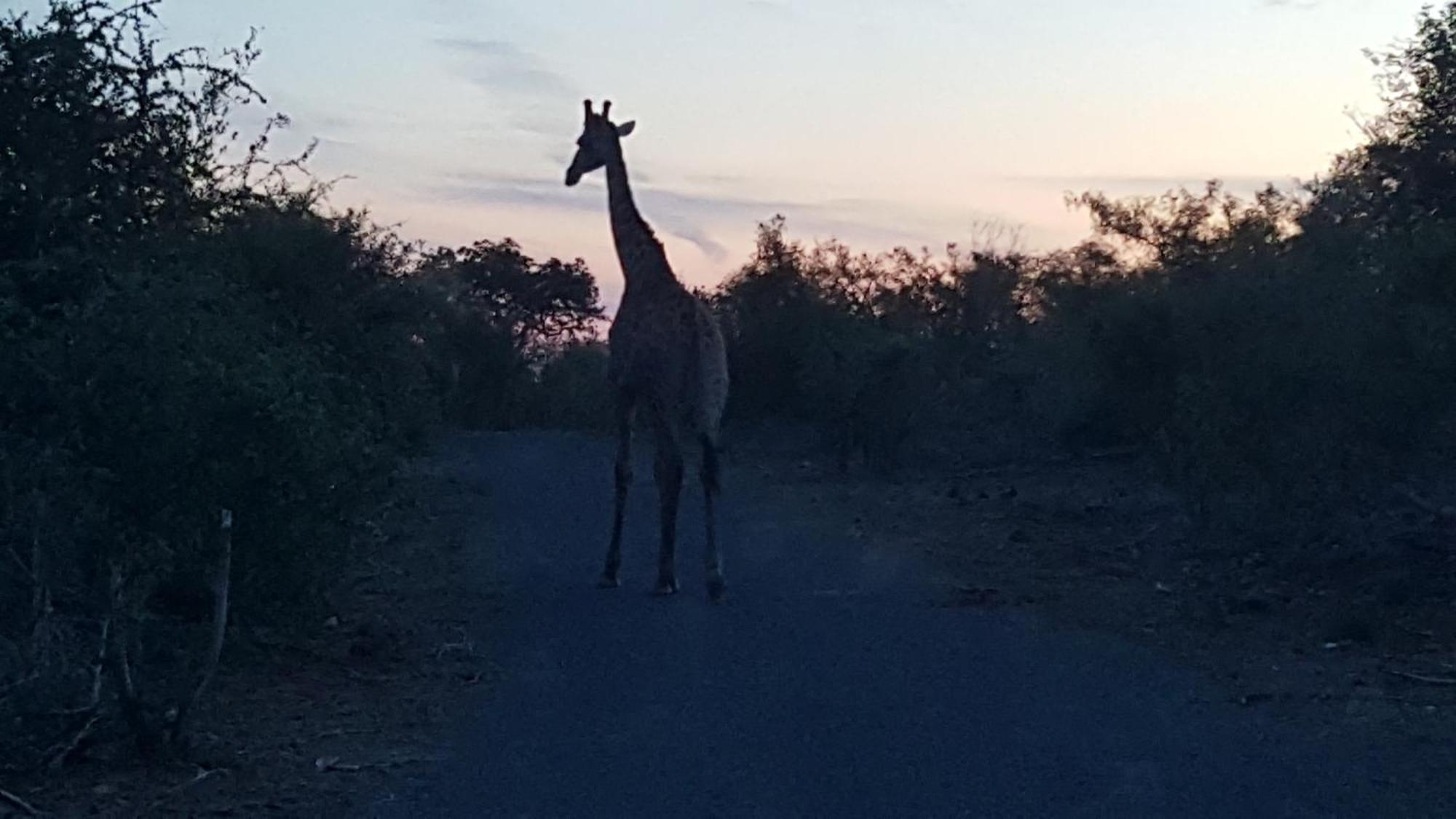 Muweti Bush Lodge Grietjie Game Reserve Экстерьер фото