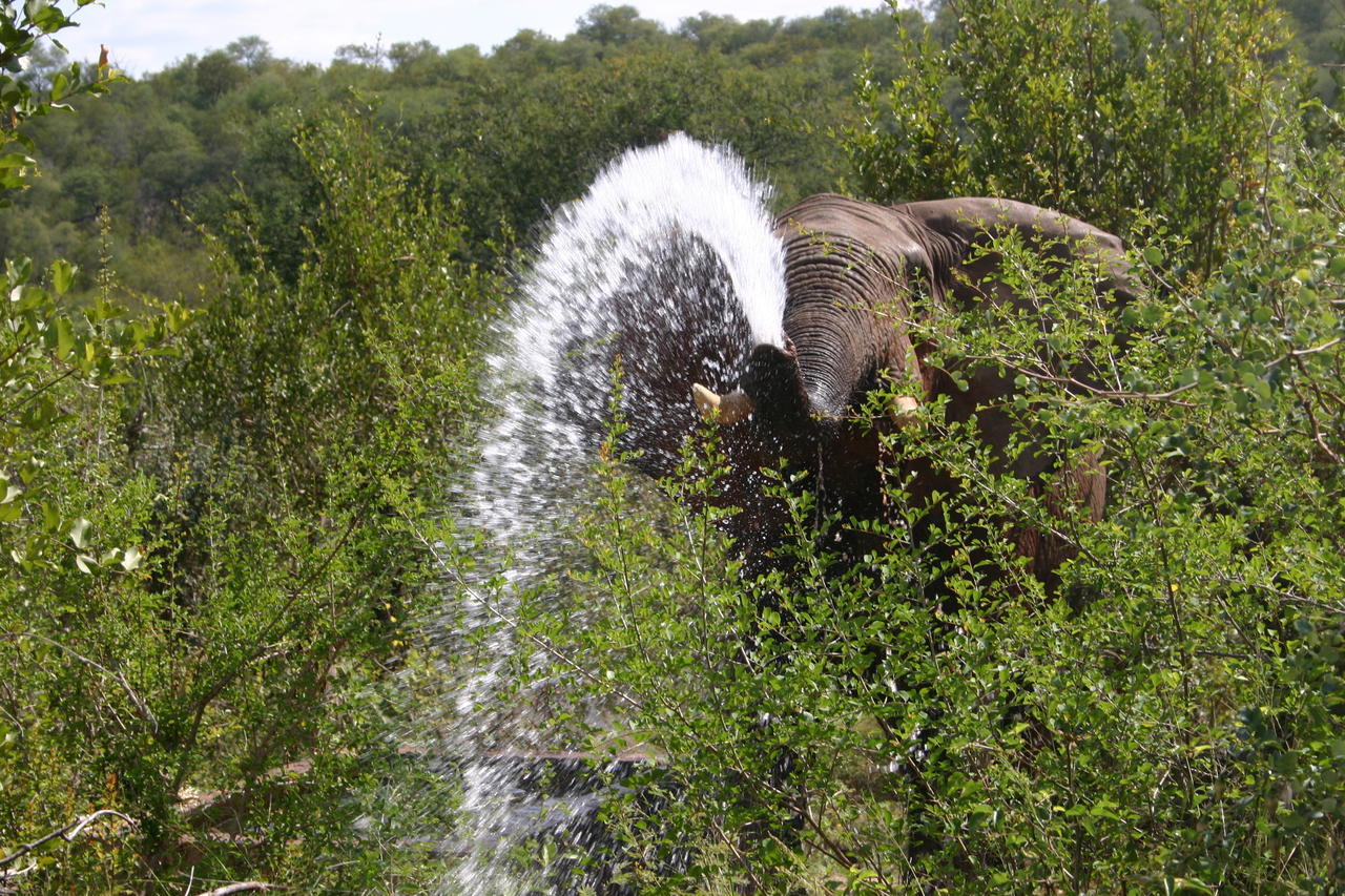 Muweti Bush Lodge Grietjie Game Reserve Экстерьер фото