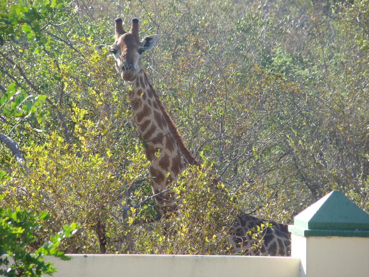 Muweti Bush Lodge Grietjie Game Reserve Экстерьер фото