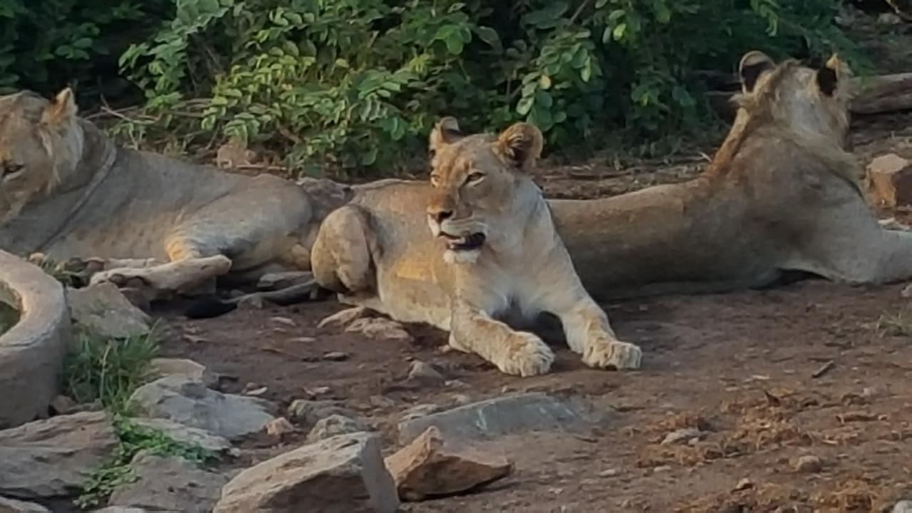 Muweti Bush Lodge Grietjie Game Reserve Экстерьер фото