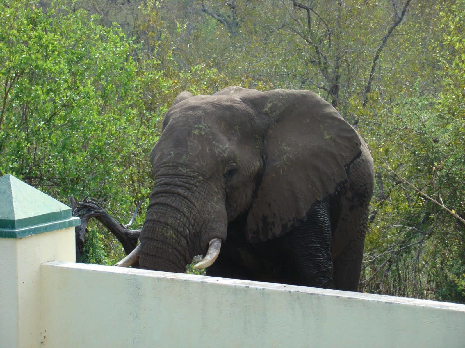 Muweti Bush Lodge Grietjie Game Reserve Экстерьер фото